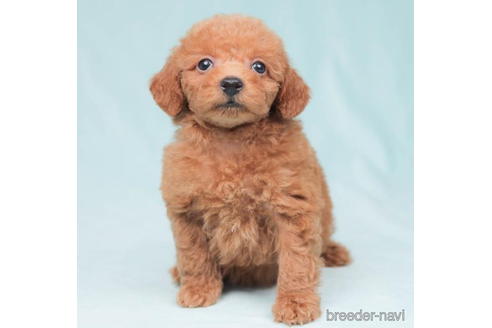 成約済の東京都のトイプードル-202142の1枚目